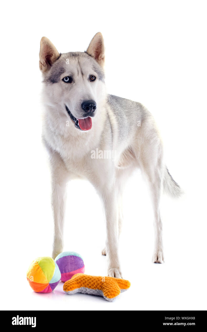 Porträt einer schönen reinrassigen Siberian Husky mit seinen Spielsachen Stockfoto