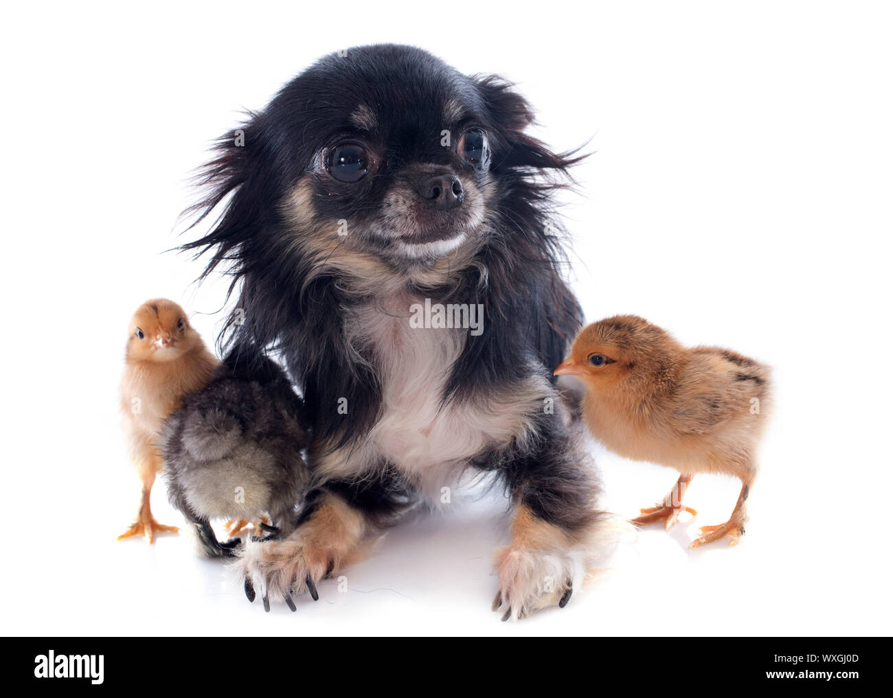 Küken von Bantam und Chihuahua auf weißem Hintergrund Stockfoto