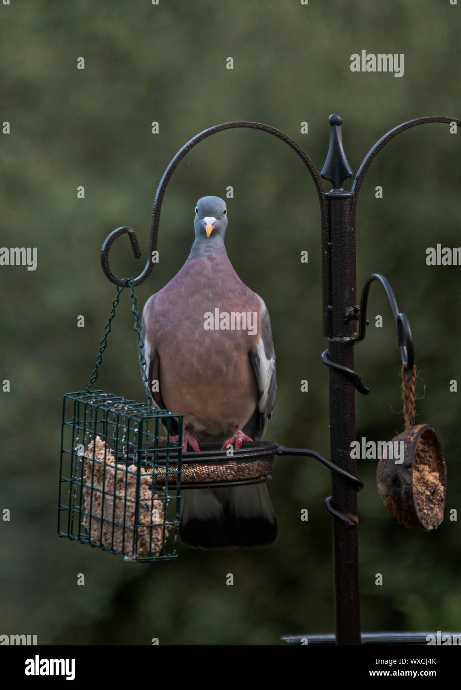 Holz Tauben an einer Futterstelle Stockfoto