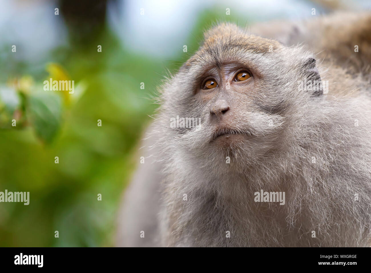 Long-tailed Macaque Affen in den Affenwald in Bali Stockfoto