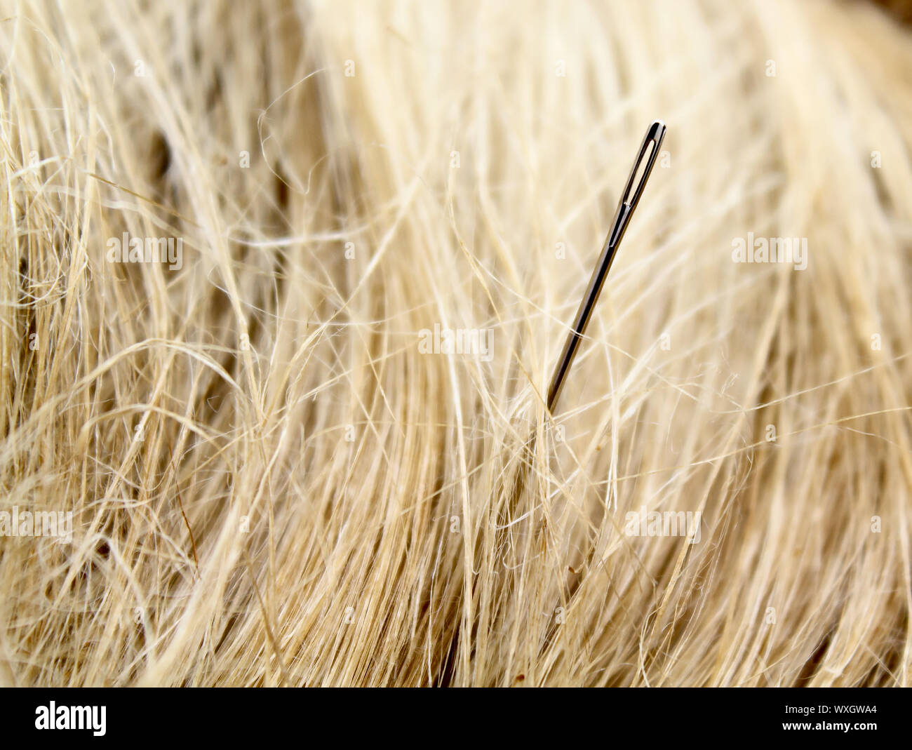 Nadel im Heuhaufen Stockfoto