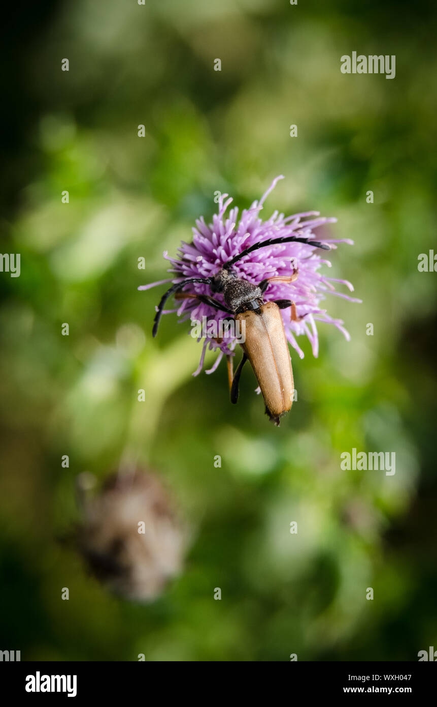 Cerambycidae, Cirsium muticum, Makro einer Longhorn Käfer auf einen Sumpf Thistle blühende Pflanze Stockfoto