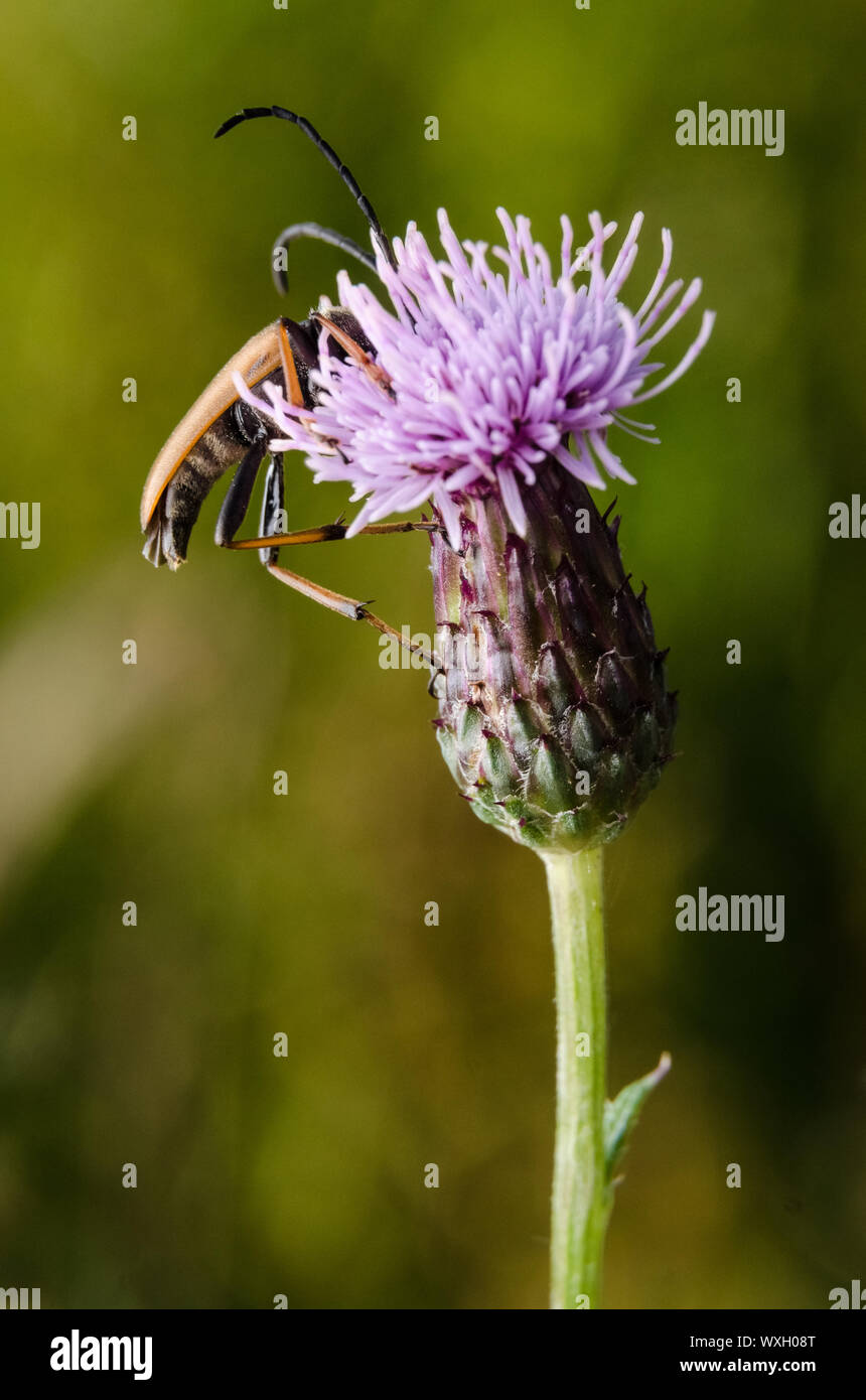 Cerambycidae, Cirsium muticum, Makro einer Longhorn Käfer auf einen Sumpf Thistle blühende Pflanze Stockfoto