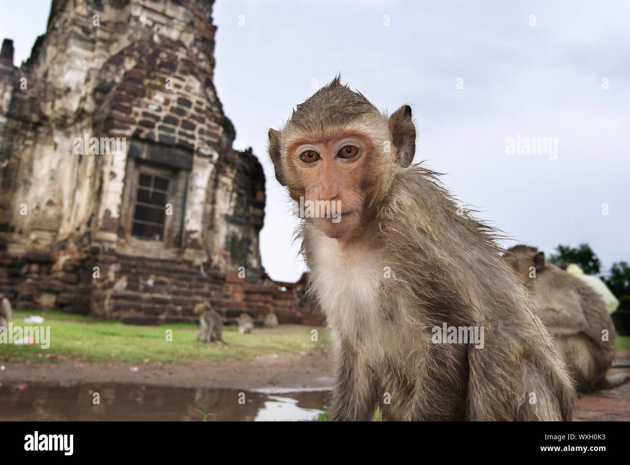 Closeup Portrait von einem Affen vor dem Tempel in Lopburi Stockfoto