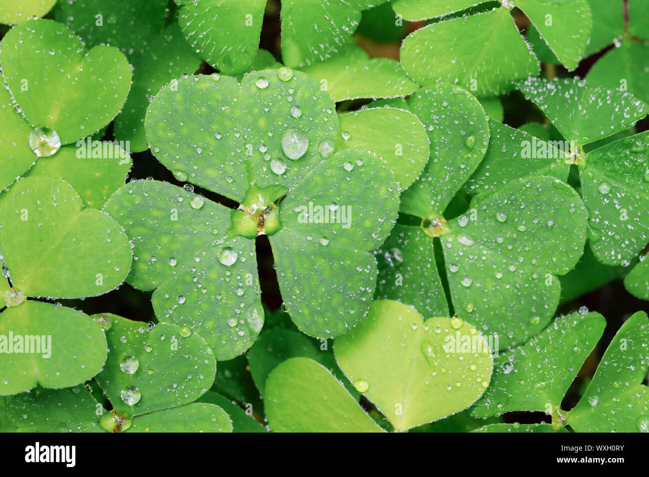 Sauerklee (Oxalis Naiandinus), Blätter mit Tautropfen, Schweiz Stockfoto