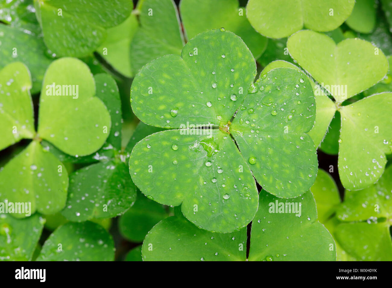 Sauerklee (Oxalis Naiandinus), Blätter mit Tautropfen, Schweiz Stockfoto