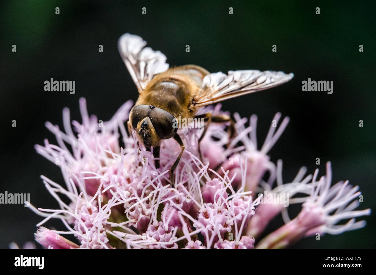 Eristalis Tenax, Makro einer Drohne fliegen auf eine blühende Pflanze Stockfoto