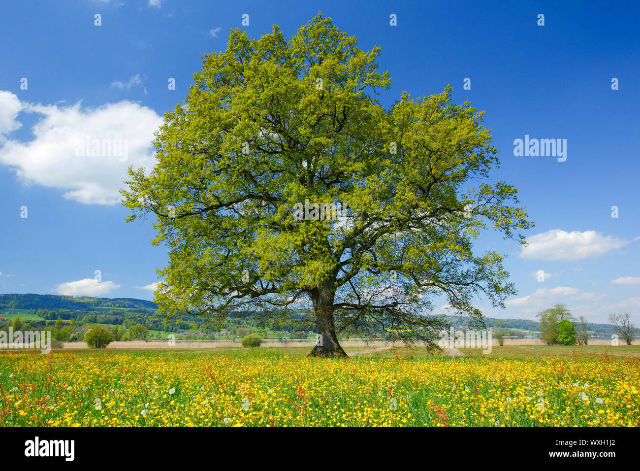 Trauben-eiche, Traubeneichenholz Eiche (Quercus pontica), einsamer Baum im Frühling. Schweiz Stockfoto