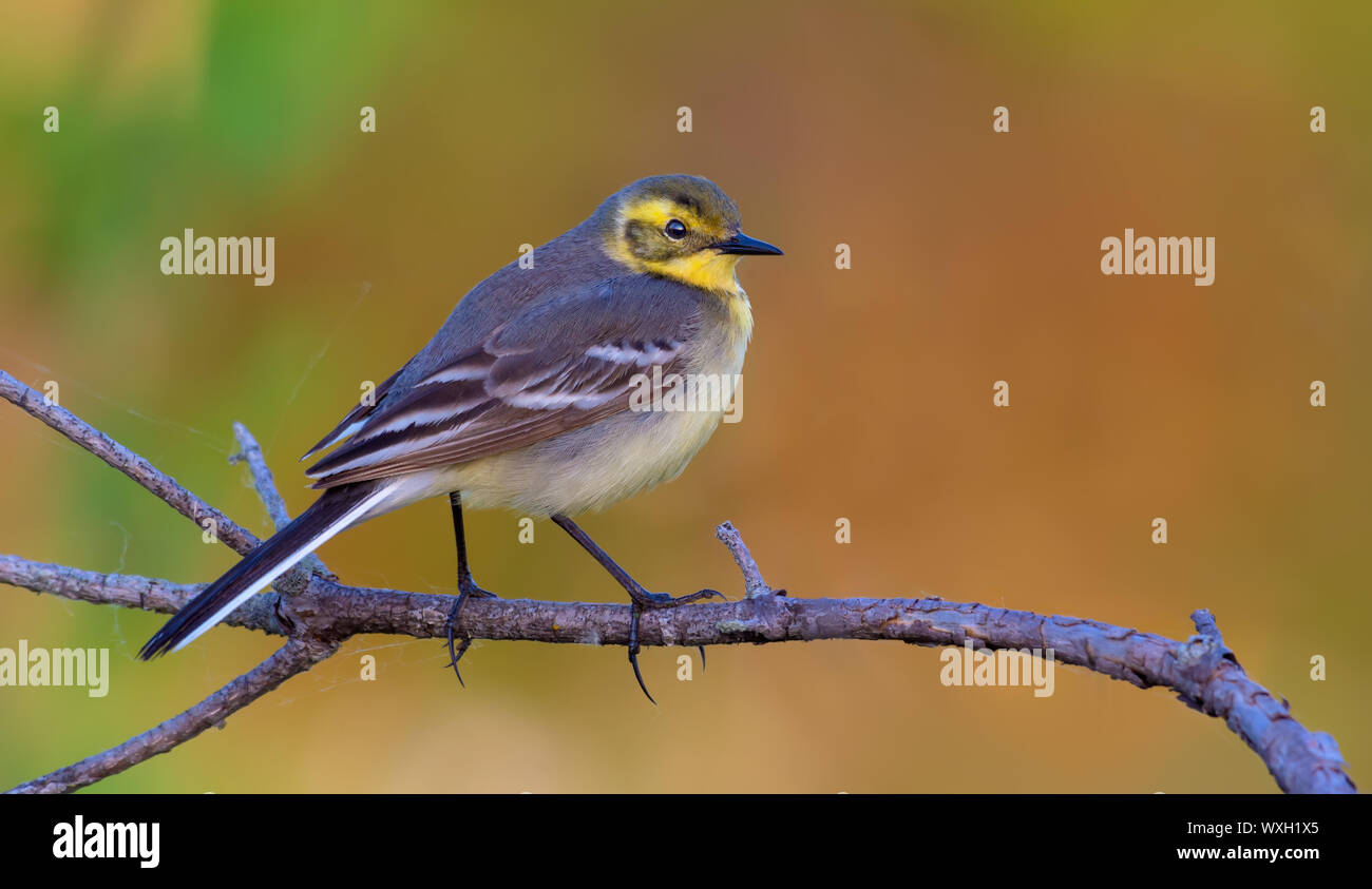 Schöne weibliche Citrin Bachstelze auf Zweig mit netten, sauberen Hintergrund posiert Stockfoto