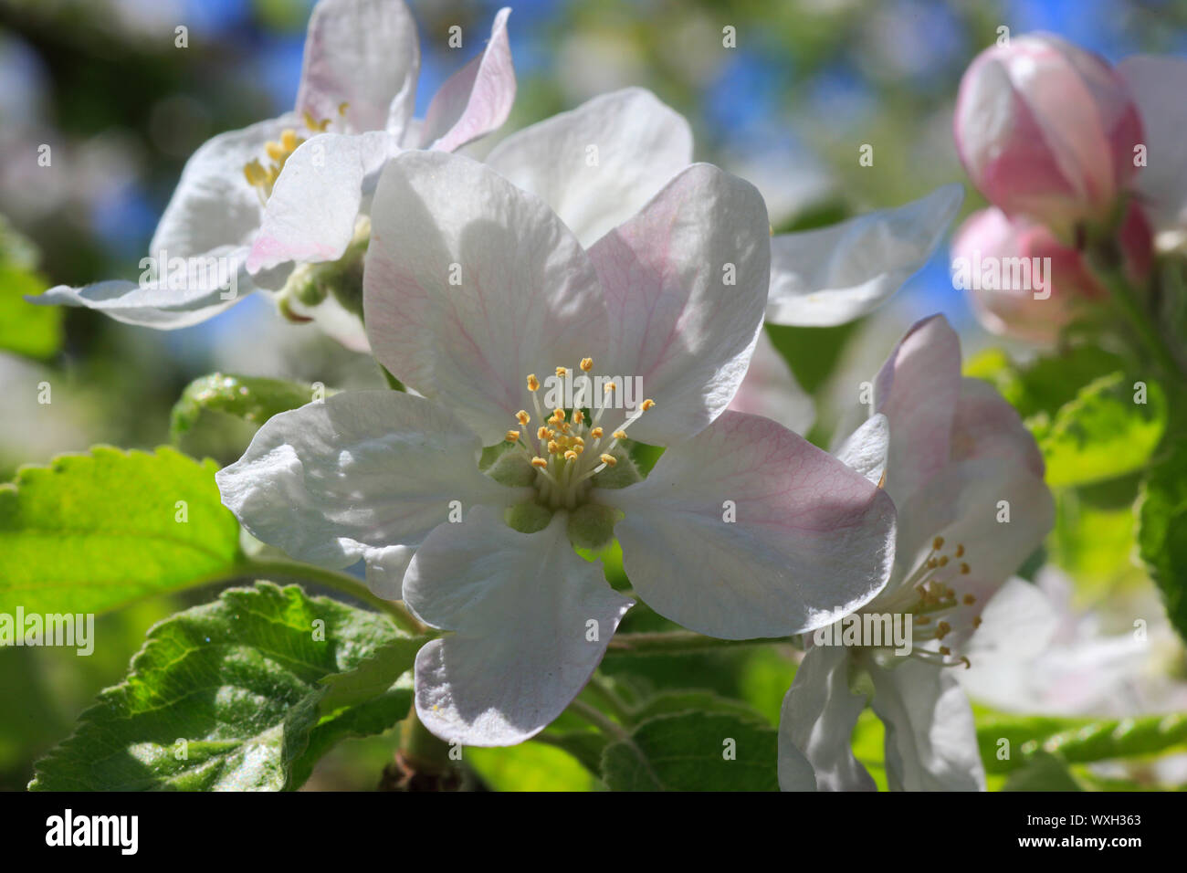 Inländische Apfel (Malus Domestica). Blühende Zweig. Schweiz Stockfoto