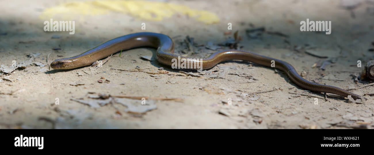 Slow Worm Lügen und kriecht auf Wald sand in voller Länge Stockfoto