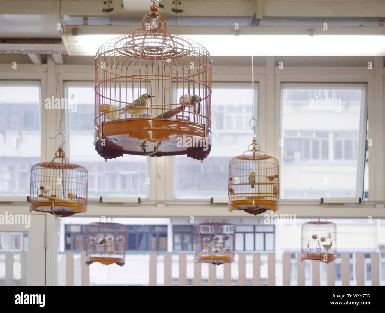 Vogel singen Wertschätzung Hobby in Asien Stockfoto