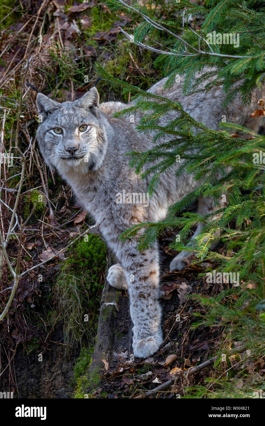 Eurasischen Luchs (Lynx lynx). Nach ständigen in einem Wald, in die Kamera schaut. Deutschland Stockfoto