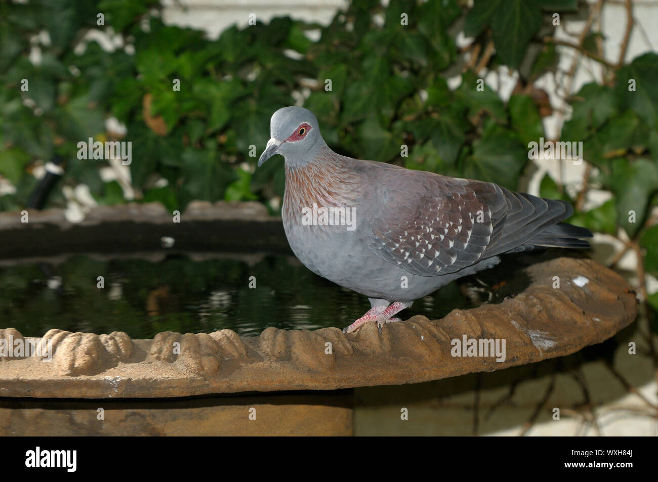 Gefleckte Taube Columba Guinea, an vogelbad Stockfoto