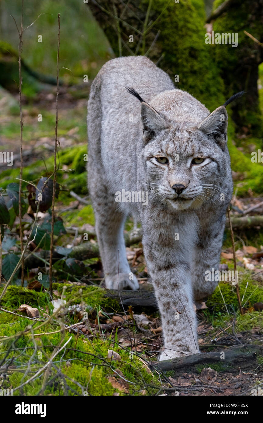 Eurasischen Luchs (Lynx lynx). Nach wandern in einem Wald. Deutschland Stockfoto