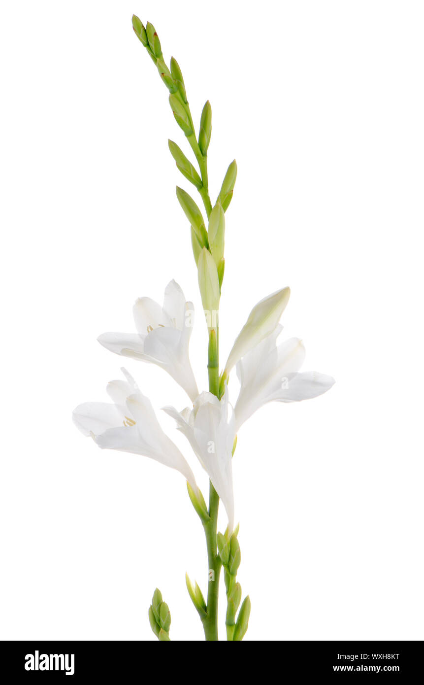 Ein Fragment des Weißen Lilien Haufen auf einem weißen Hintergrund. Zephyranthes candida Stockfoto