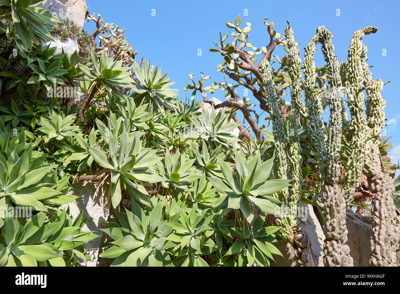 Aloe und Kakteen an einem sonnigen Sommertag, Clear blue sky auf der mediterranen Küste Stockfoto