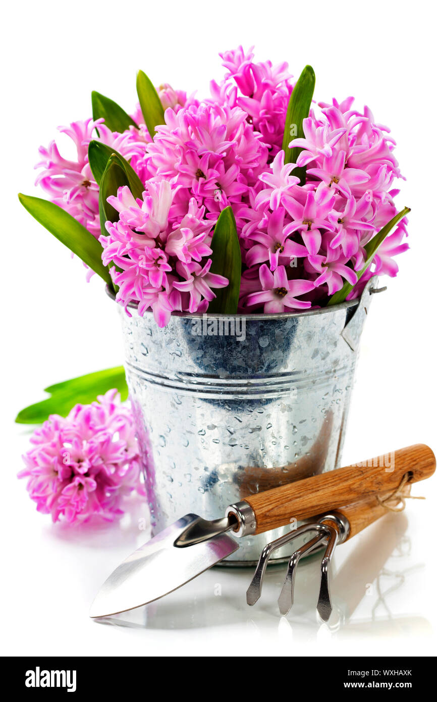 Schöne Hyazinthen Vase und Gartengeräte über Weiß Stockfoto