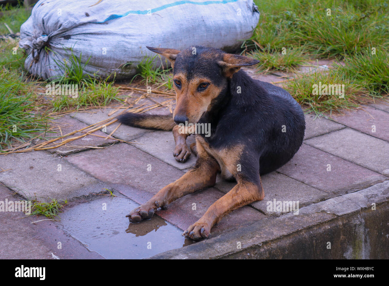 Straße schwarzer Hund sitzen auf nassem Boden In einer regnerischen Tag Stockfoto