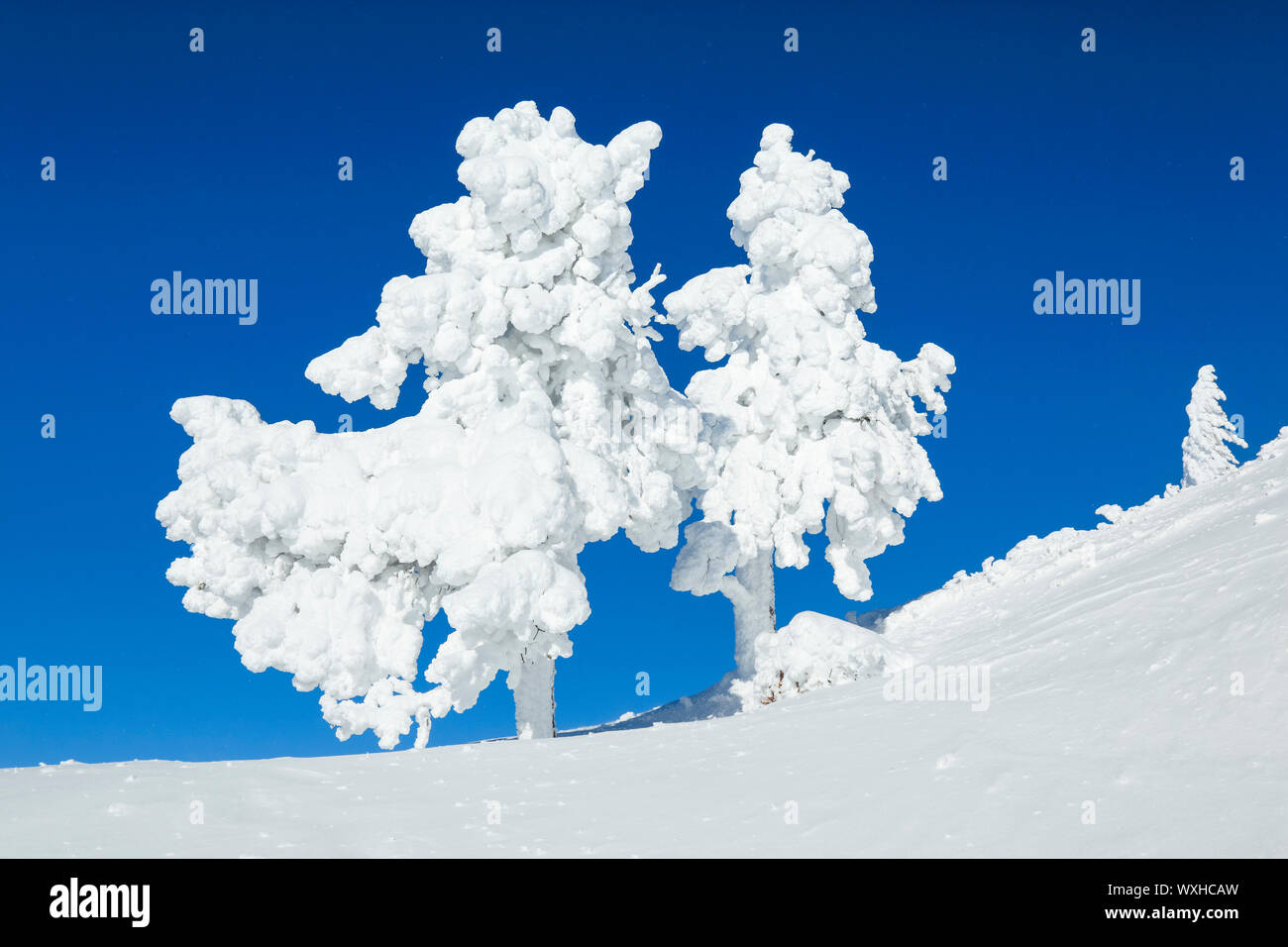 Die Fichte (Picea abies). Zwei schneebedeckten Bäumen. Schweiz Stockfoto