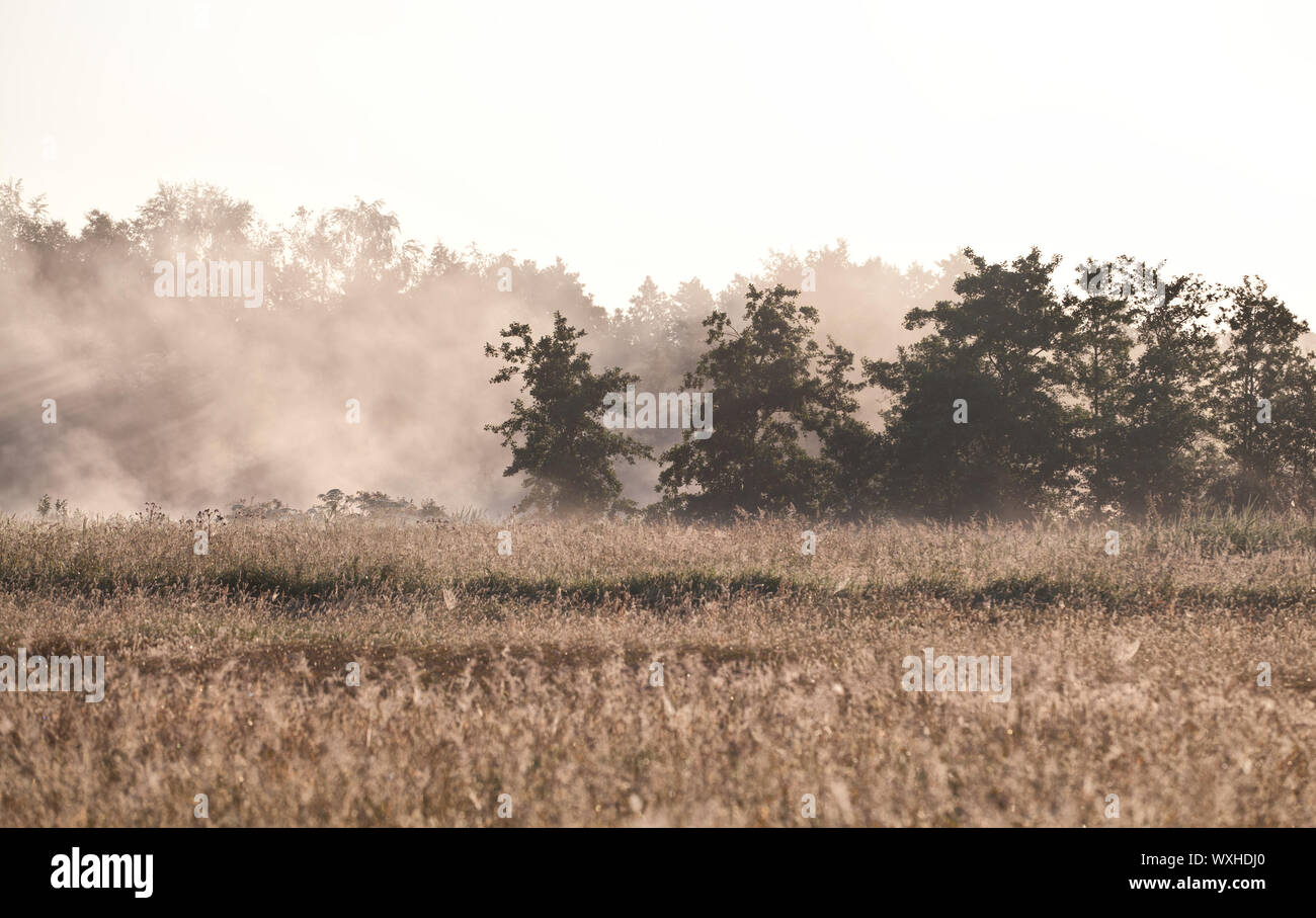 Morgennebel über Sommerwiese Stockfoto