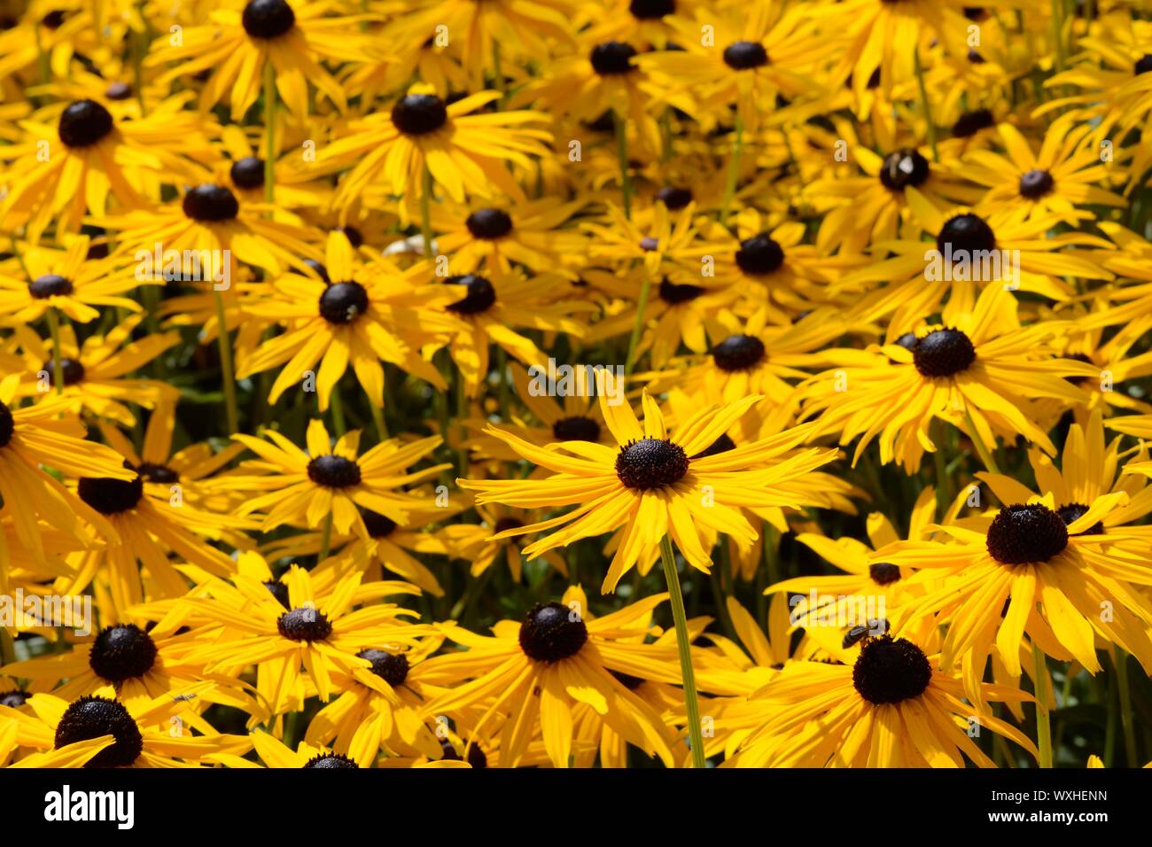 Black-Eyed Susan Rudbeckia hirta Blumen blühende Pflanze in der Familie der Stockfoto