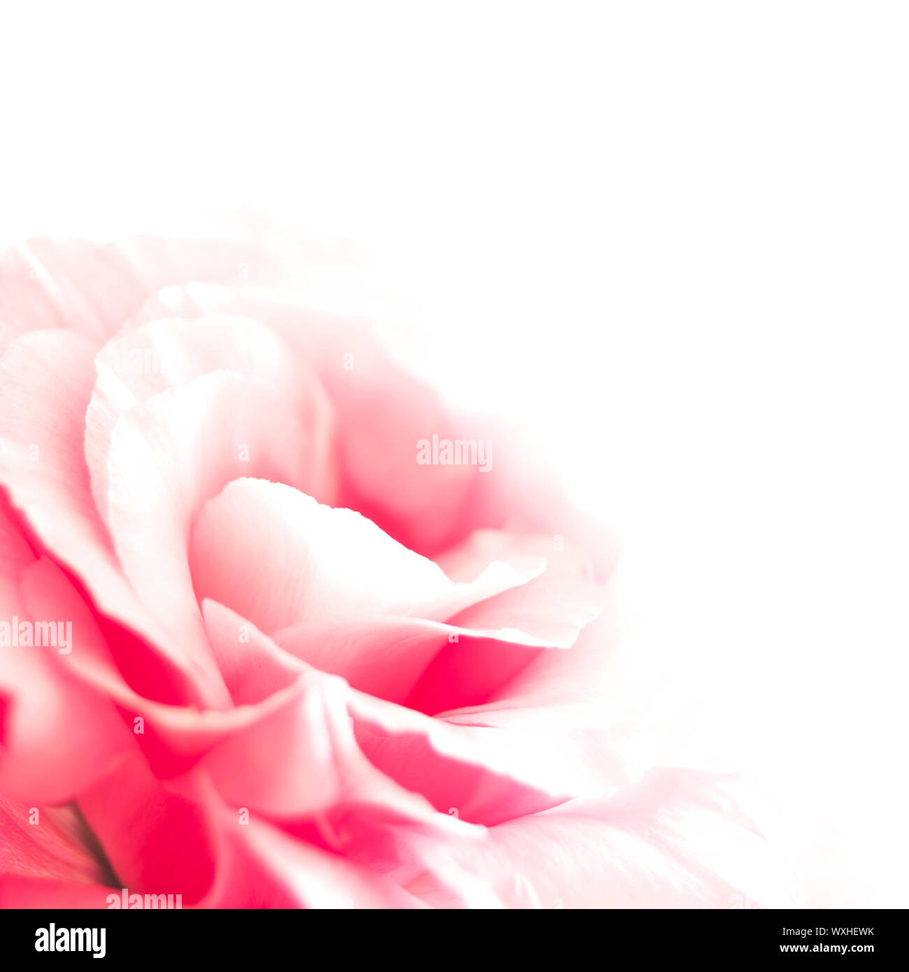 Schöne rosa Eustoma Blume auf dem weißen Hintergrund Stockfoto