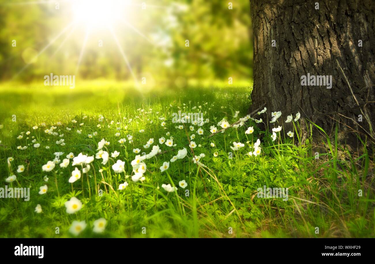 Fotografie Natur Hd Stockfotos Und Bilder Kaufen Alamy
