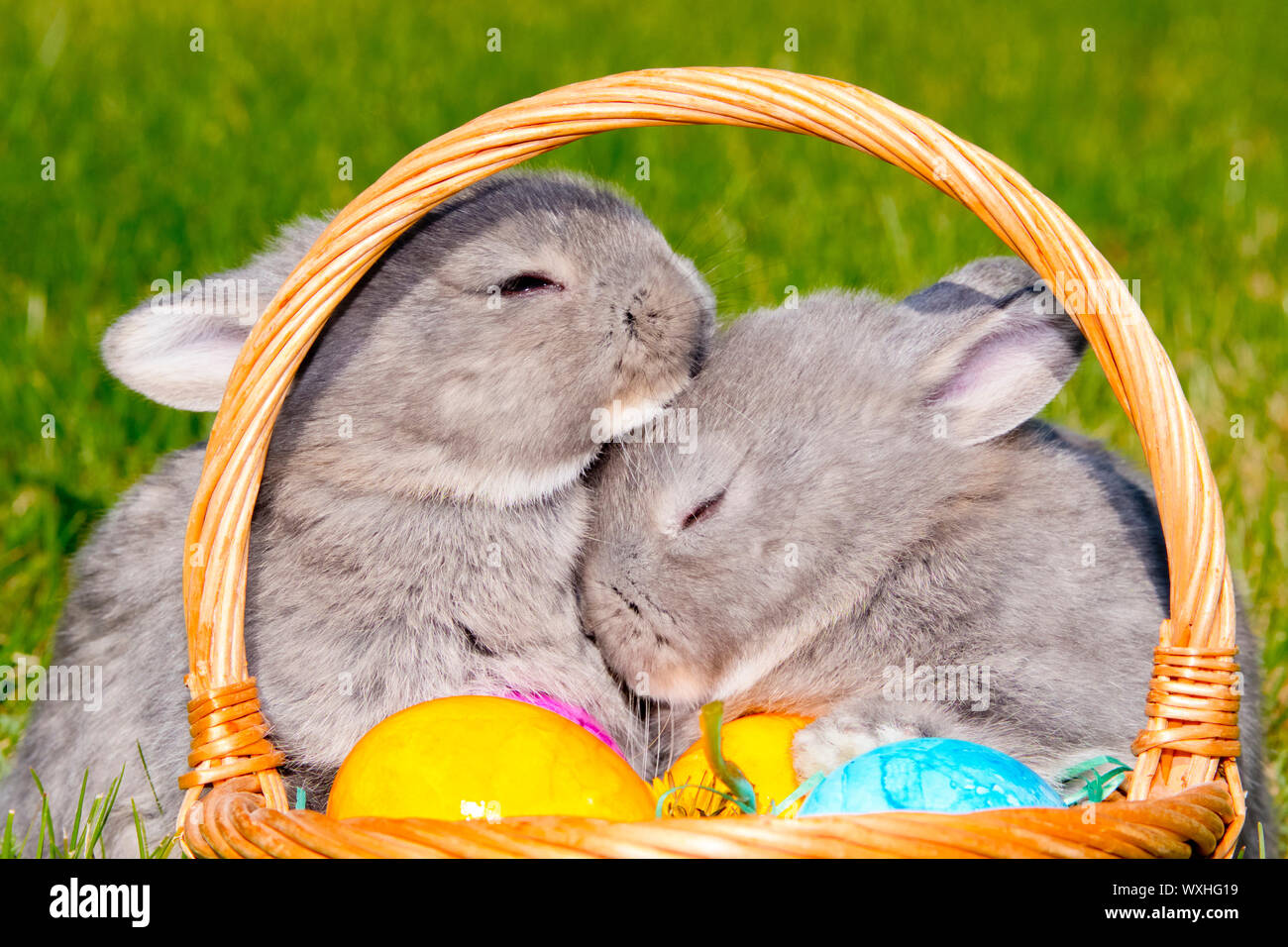 Hauskaninchen, Perlfeh. Zwei junge im Gras neben einem Osternest mit bunten Eiern. Deutschland Stockfoto