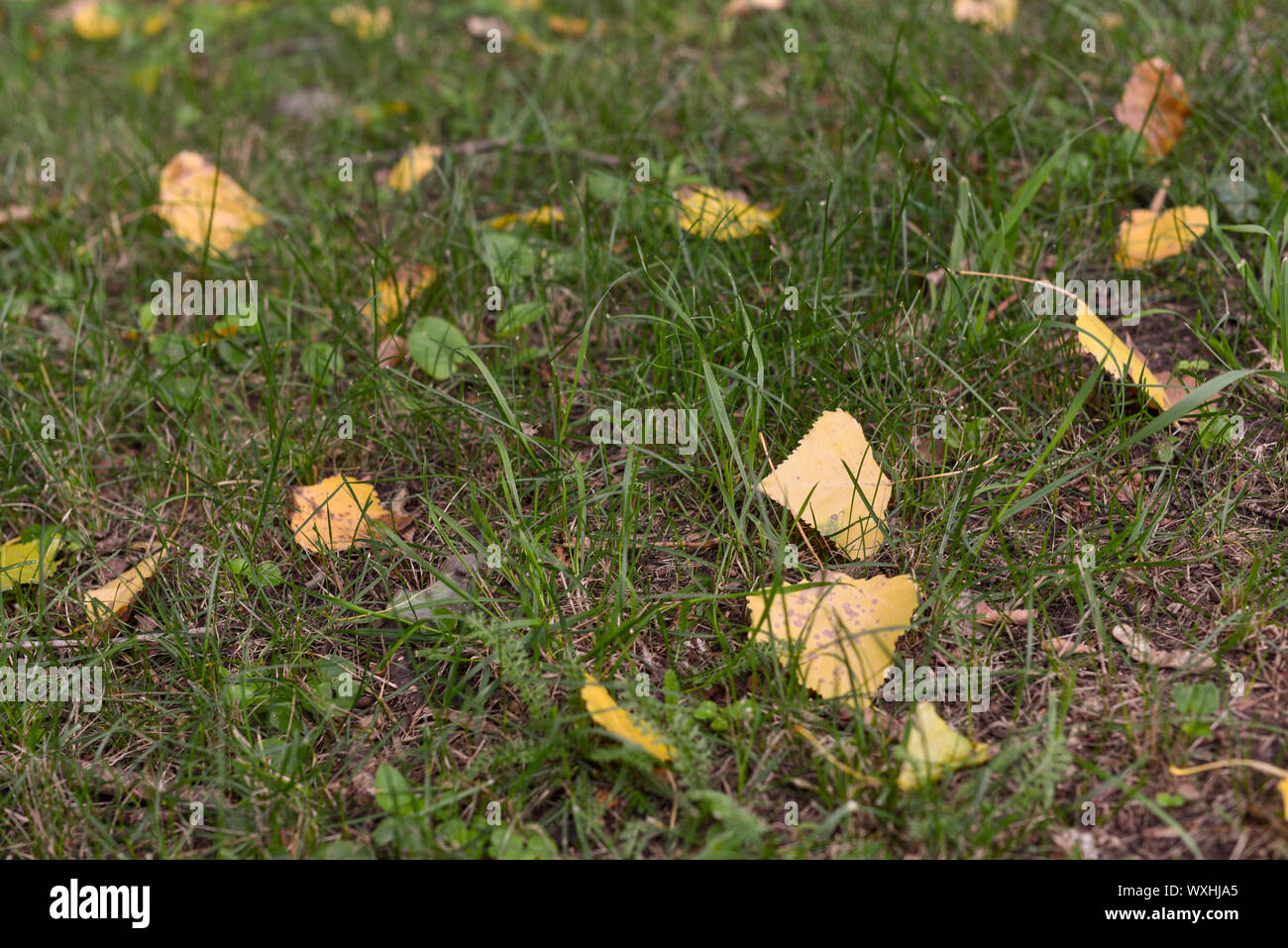 Herbst gelbe Blätter auf dem Boden liegend im Herbst Park um fallen lässt. Anfang Herbst, Herbst Oktober. Gelb Herbst Blätter auf dem Boden. Schöne Stockfoto