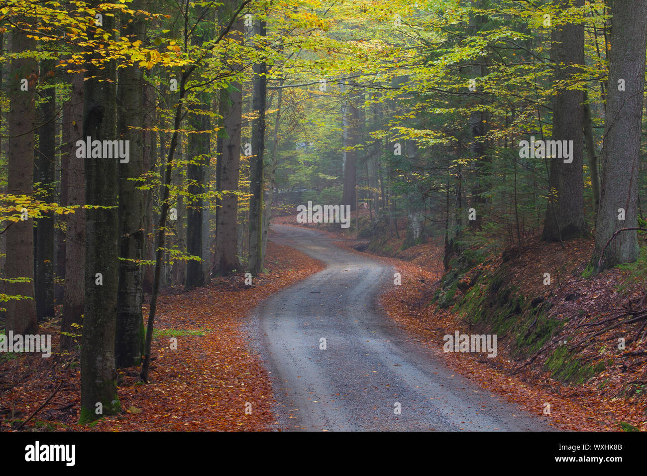 Gemeinsame Buche (Fagus sylvatica), Pfad durch den Wald im Herbst. Nationalpark Bayerischer Wald, Bayern, Deutschland Stockfoto