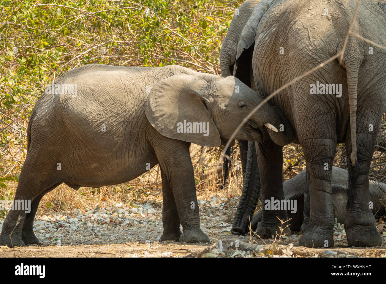 Baby Elephant bitten um Kuscheln mit Mama Stockfoto