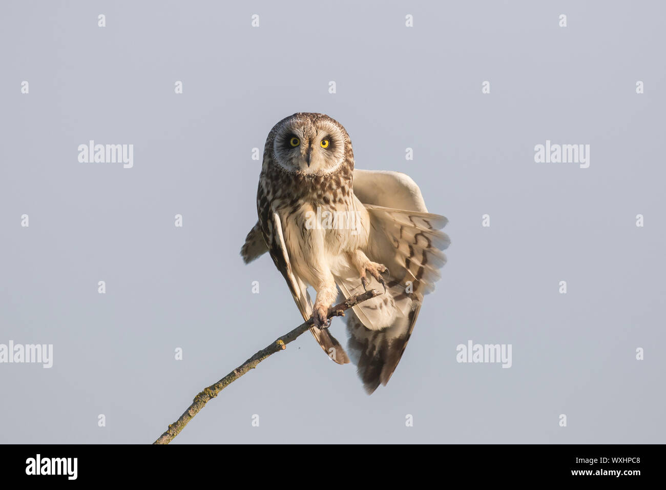 Sumpfohreule (Asio Flammeus), auf einem Zweig sitzend, während das Putzen. Deutschland Stockfoto