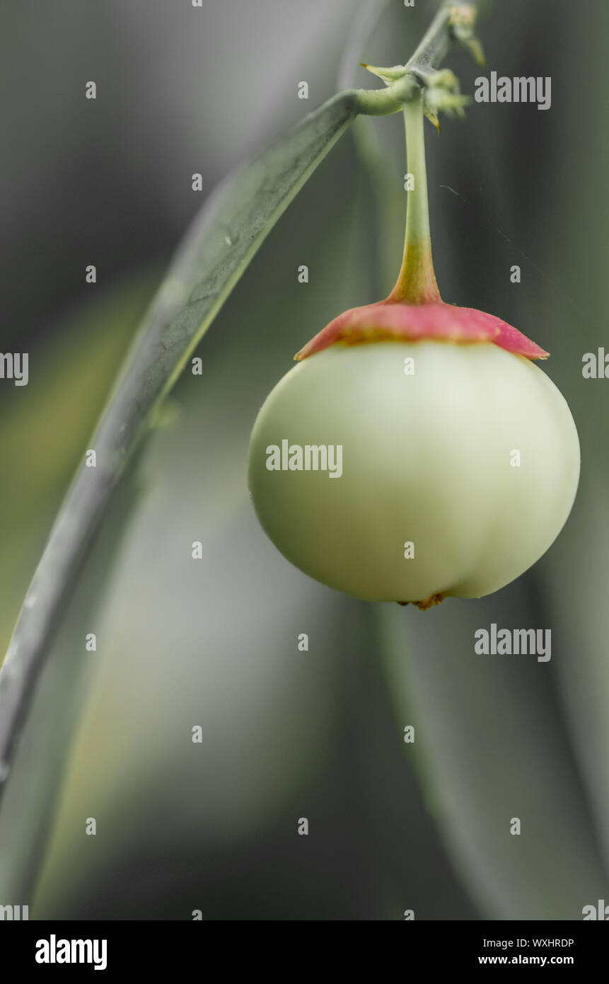 Nahaufnahme einer grün rot Pflanze Frucht - ausgewählte Fokus - text Raum Stockfoto