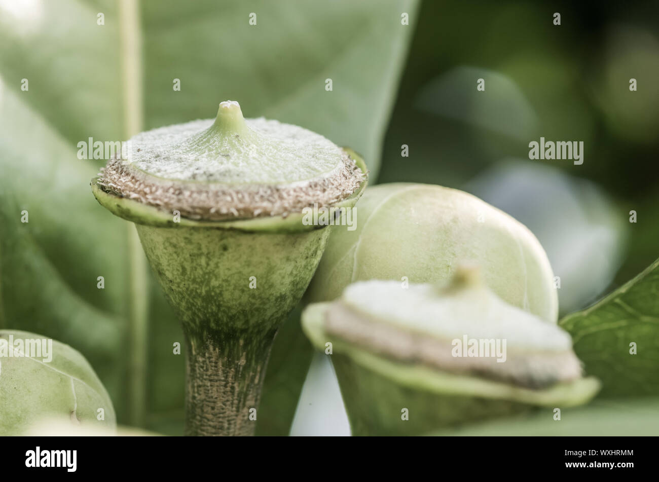 Nahaufnahme der Samenkapseln von gustavia gracillima - ausgewählte Fokus - text Raum Stockfoto