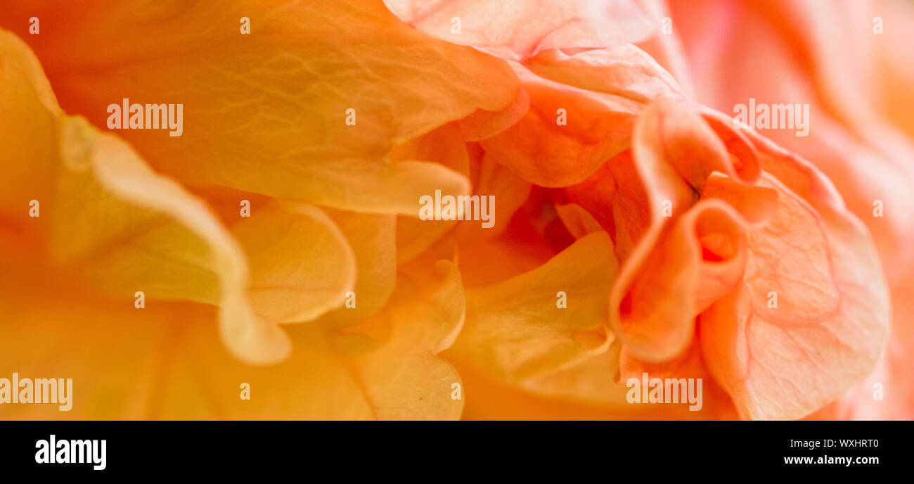 Nahaufnahme von Hibiskus sinensis - ausgewählte Fokus - text Raum Stockfoto