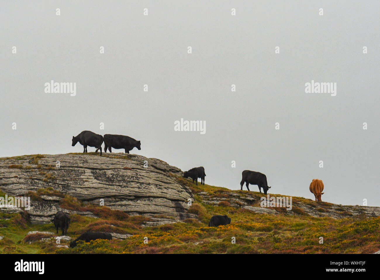 Haytor, Dartmoor, Devon. 17.September 2019. UK Wetter. Bedeckt Start in Tag für Kühe auf Felsen kurz nach Sonnenaufgang auf Haytor Downs, Devon. Die Wolken sind durch Anheben und einen sonnigen Tag geben. Kredit Simon Maycock/Alamy Leben Nachrichten. Stockfoto