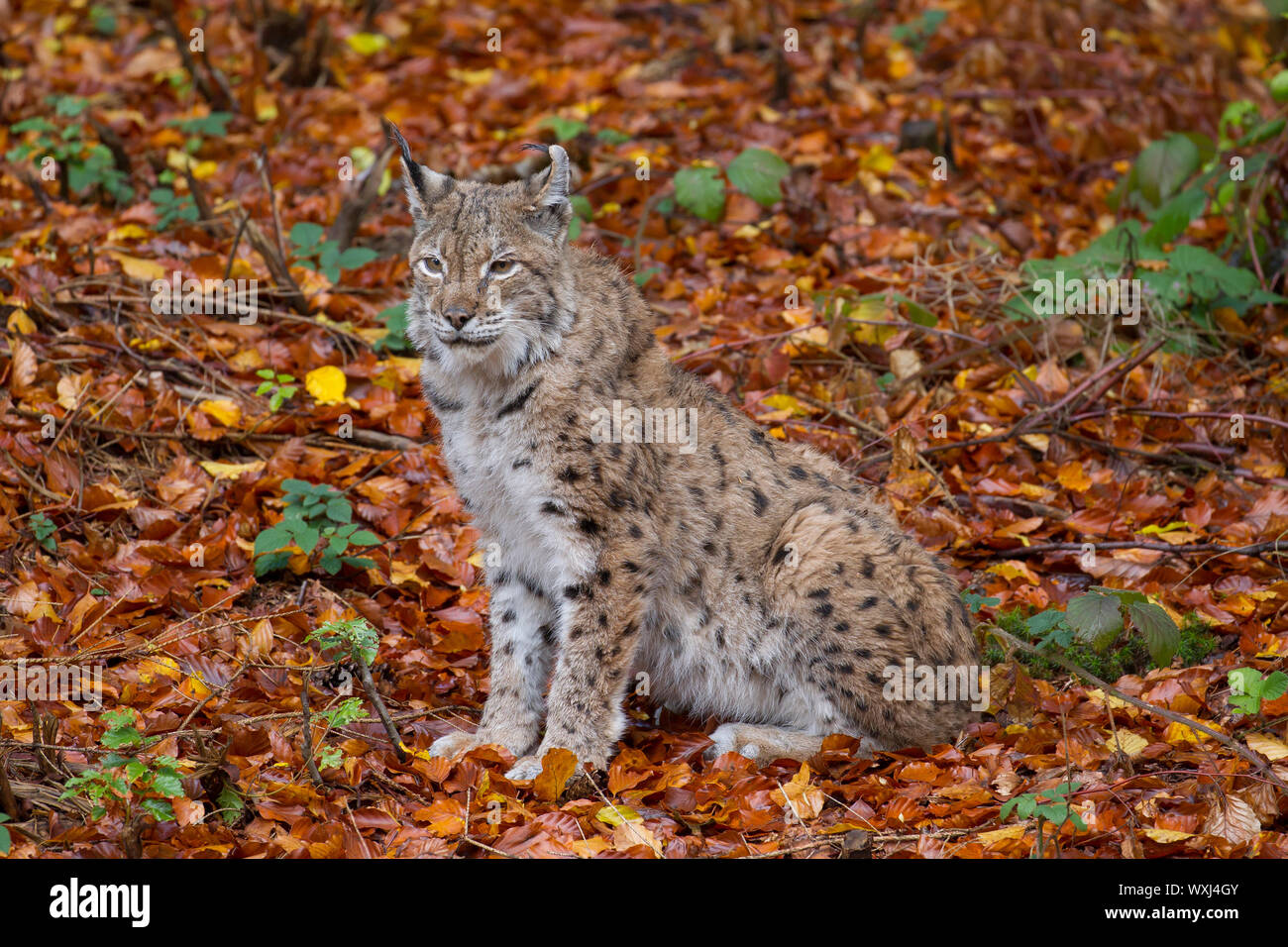 Eurasischen Luchs (Lynx lynx). Erwachsene sitzen. Bayerischer Wald, Bayern Stockfoto