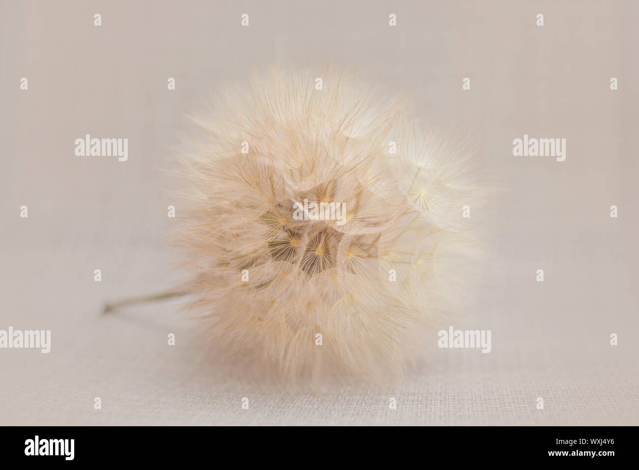 Nahaufnahme einer Löwenzahn Uhr Stockfoto