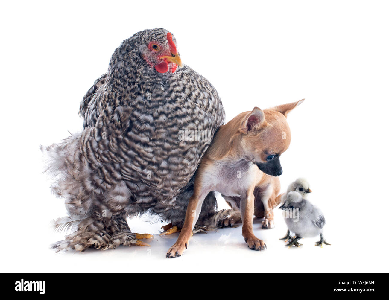 Eine junge Orpington-Henne aufrecht und Chihuahua auf weißem Hintergrund Stockfoto