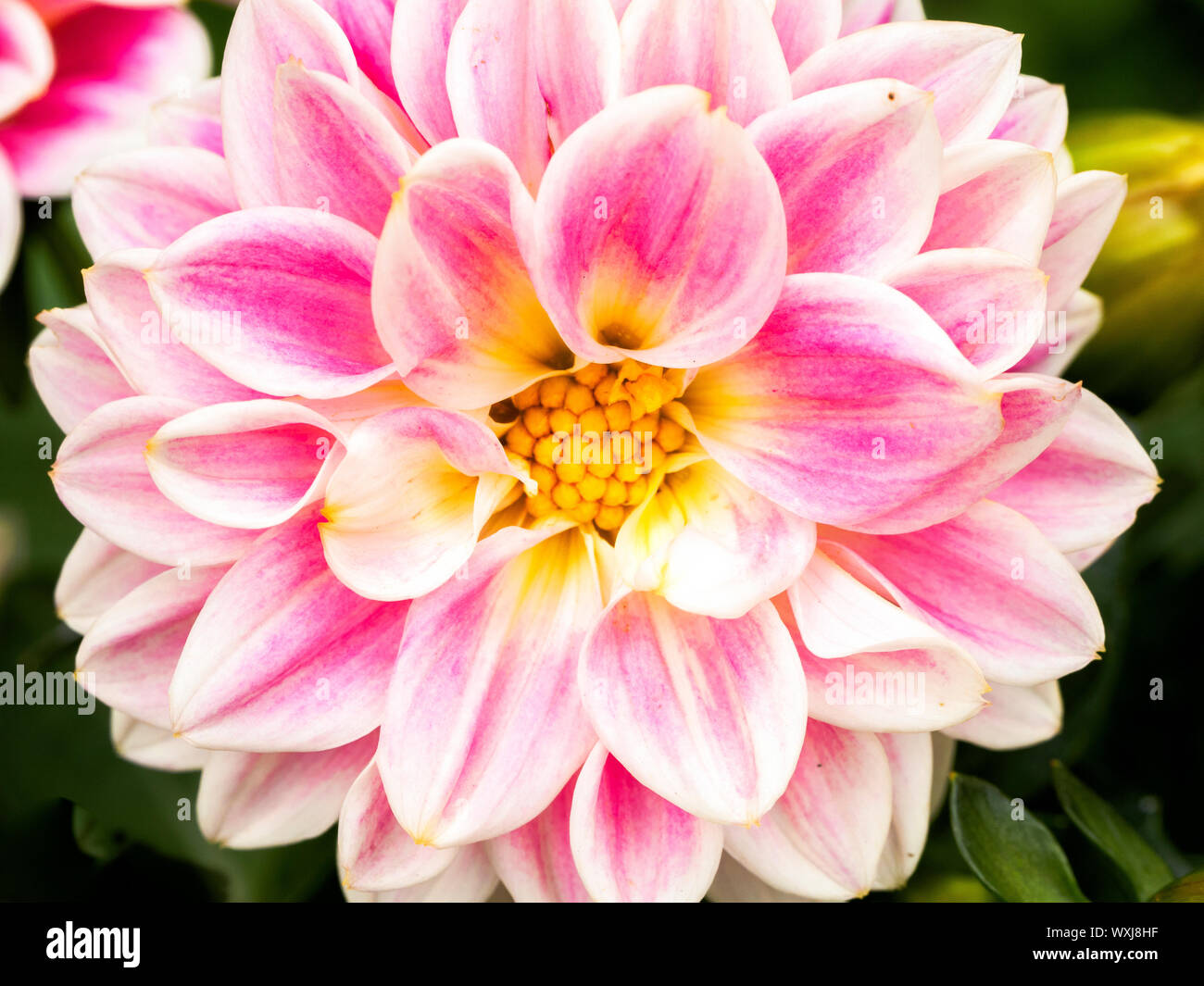 Dahlie Blume, Asteraceae Stockfoto