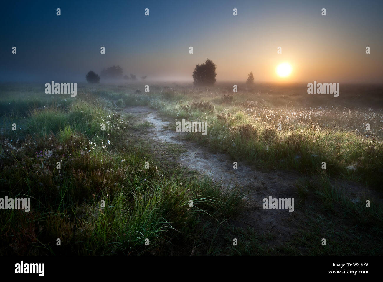 nebligen Sonnenaufgang über dem Land Weg durch Sümpfe, Fochteloerveen, Drenthe, Niederlande Stockfoto