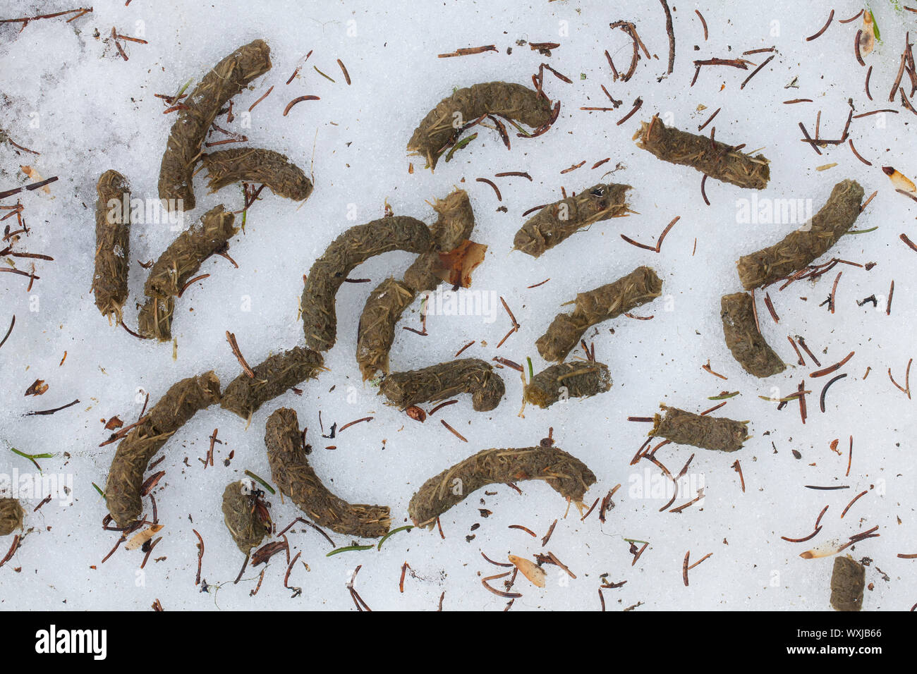 Auerhahn (Tetrao urogallus). Kot im Schnee. Schweden Stockfoto