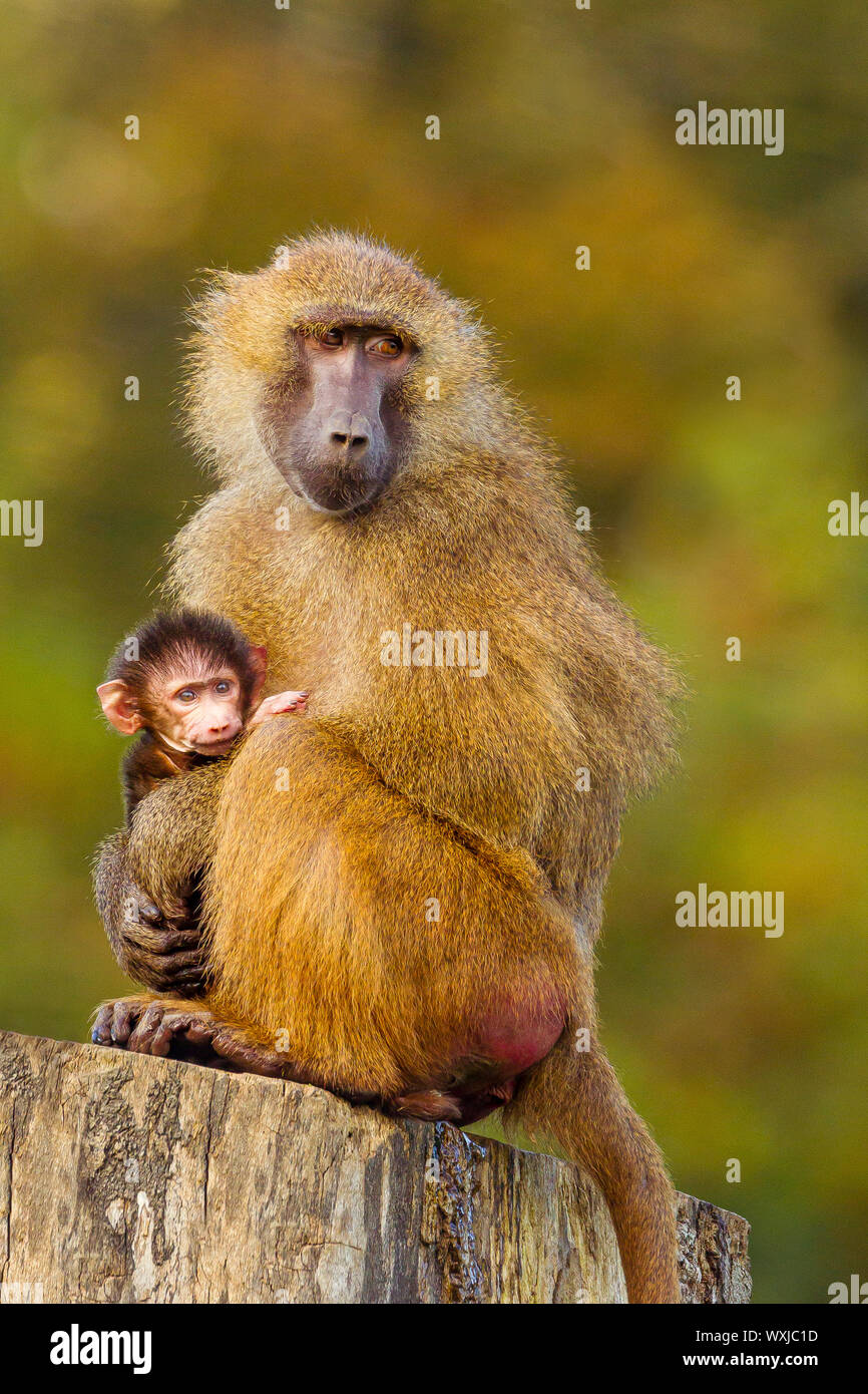 Guinea Baboon (Papio papio) Mutter und Kind Stockfoto