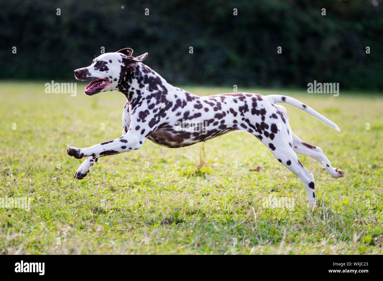 Dalmatiner, auf einer Wiese. Deutschland Stockfoto