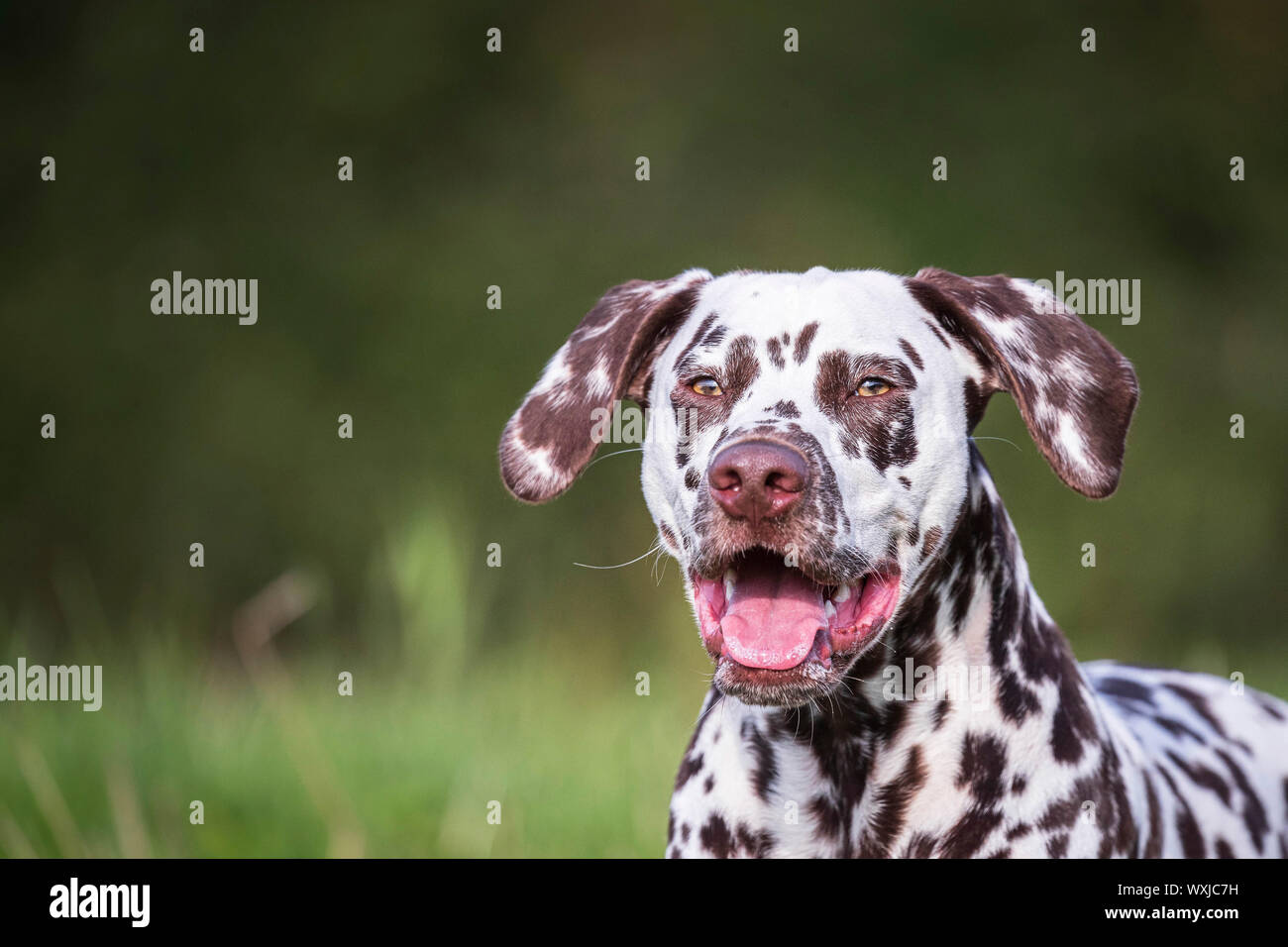 Dalmatiner. Portrait von Erwachsenen. Deutschland Stockfoto