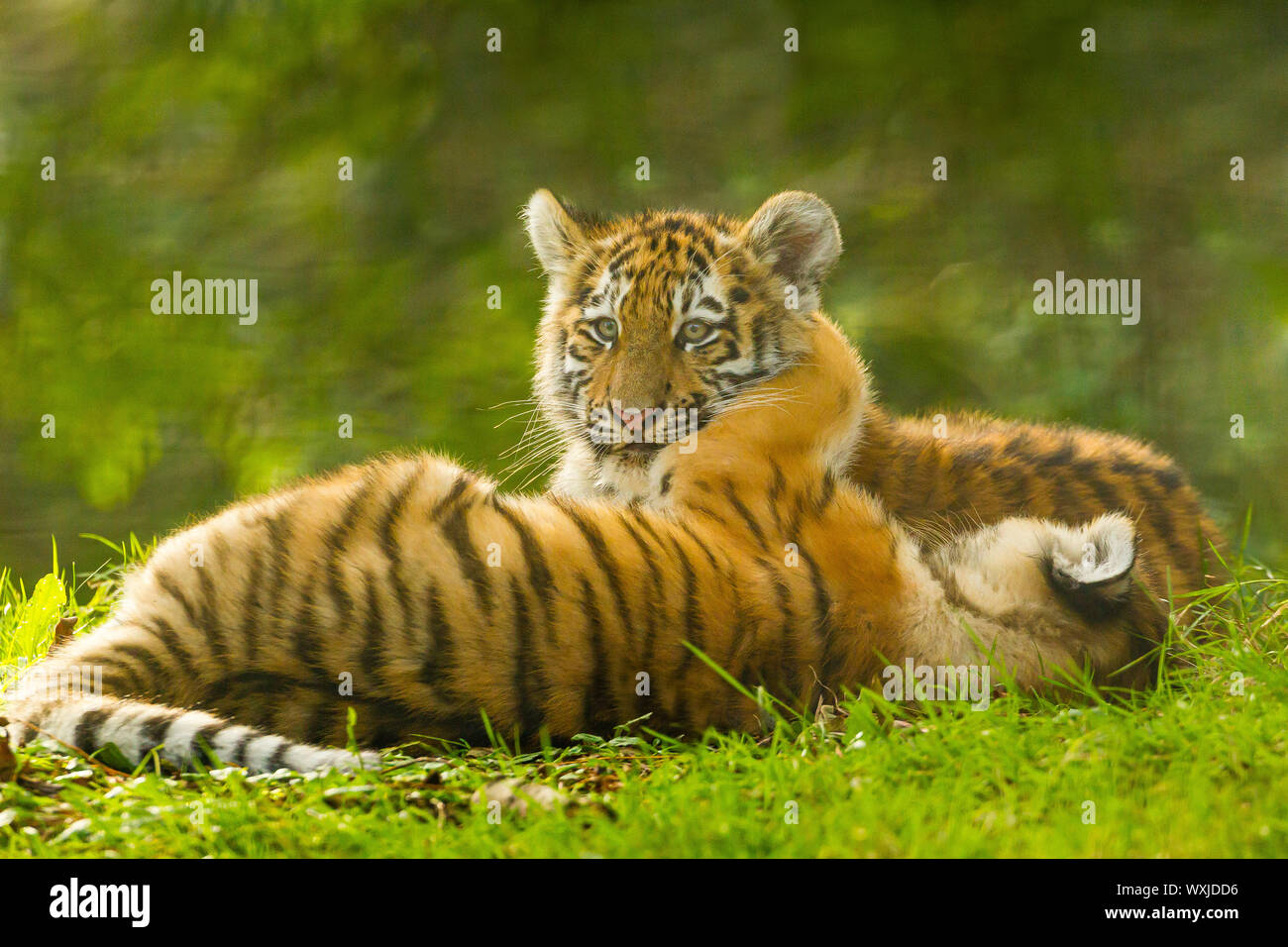 Zwei Amur/Sibirische Tiger Cubs (Panthera tigris Altaica) zusammen spielen Stockfoto