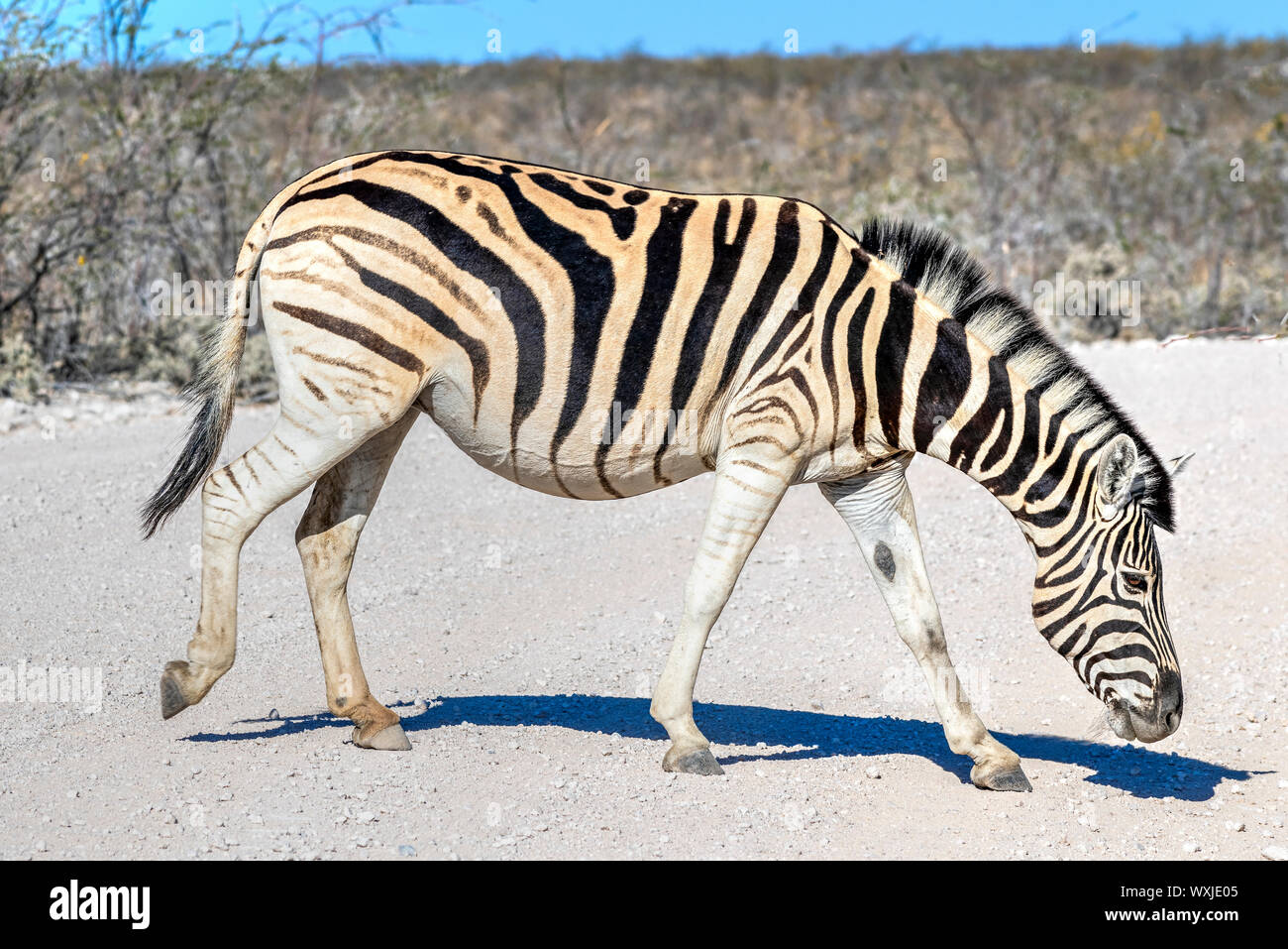 Zebra, Etosha Nationalpark, Kunene, Namibia Stockfoto
