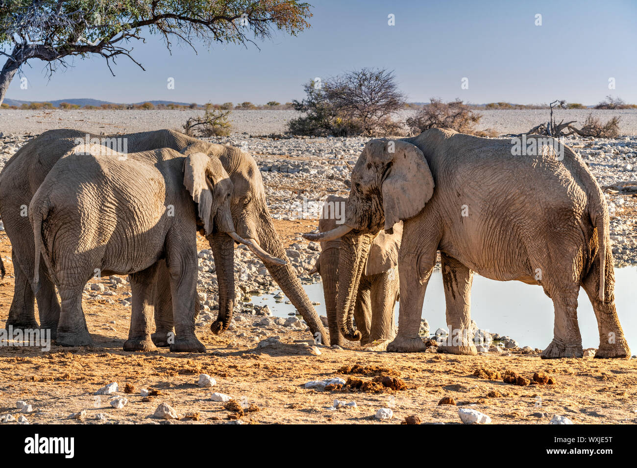 Afrikanischen Busch Elefanten oder Loxodonta cyclotis, Etosha Nationalpark, Kunene, Namibia Stockfoto