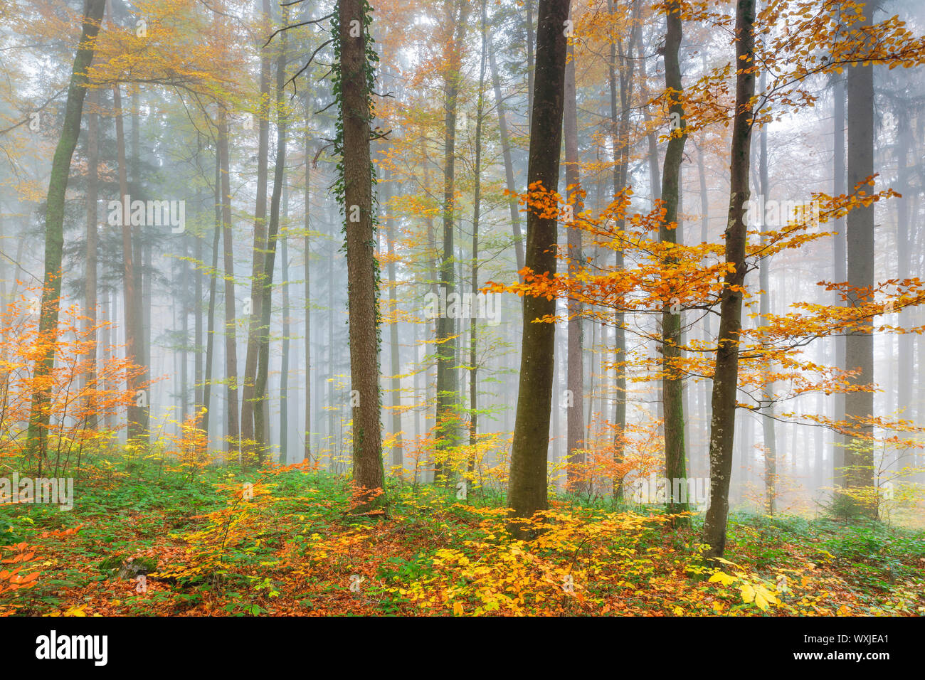 Wald mit Nebel im Herbst. Zürcher Oberland, Schweiz Stockfoto